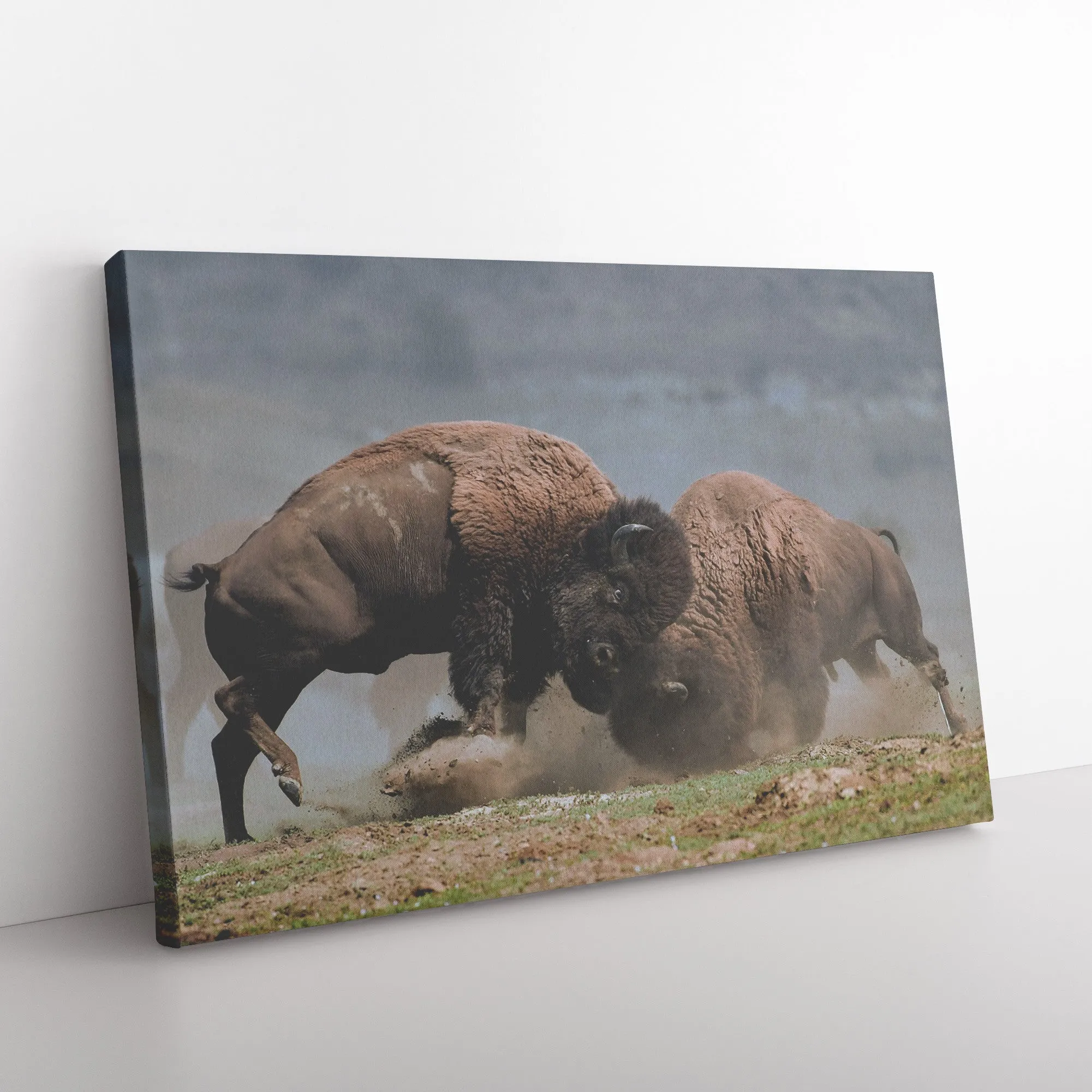 Bison Fight Canvas by Duane Hons - Online Exclusive
