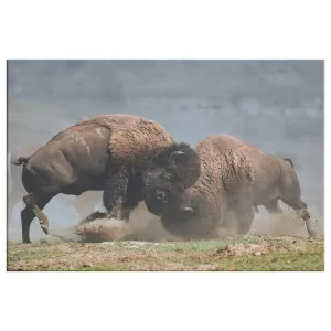 Bison Fight Canvas by Duane Hons - Online Exclusive