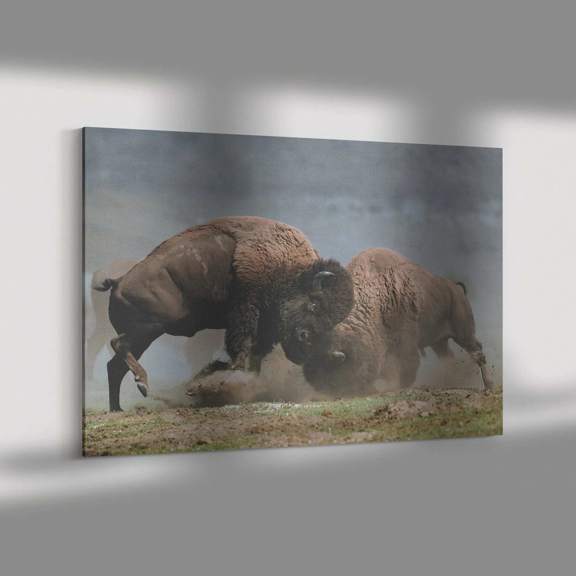 Bison Fight Canvas by Duane Hons - Online Exclusive