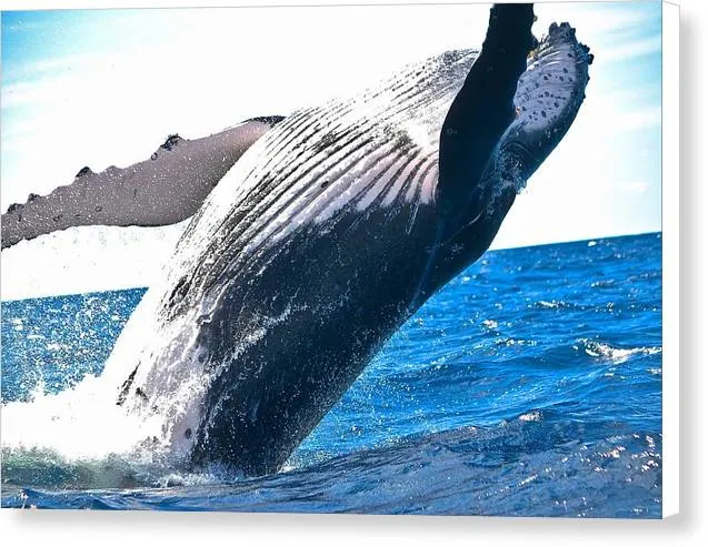 Breaching Whale - Canvas Print