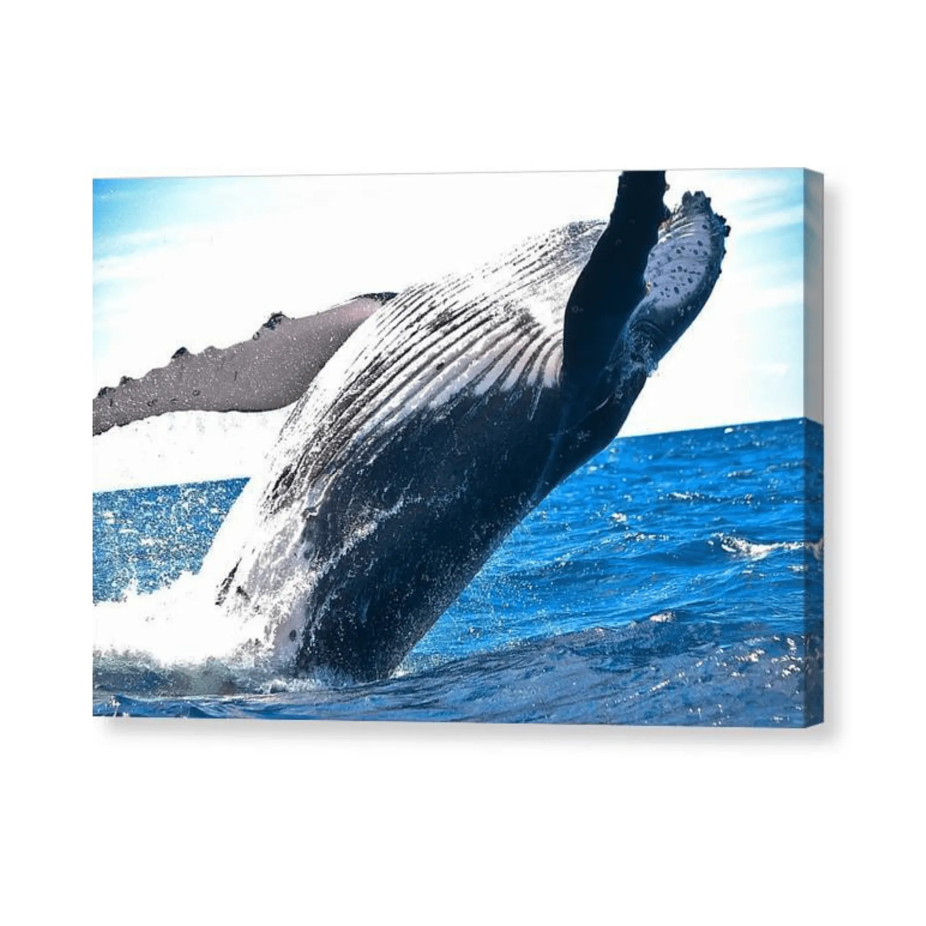 Breaching Whale - Canvas Print