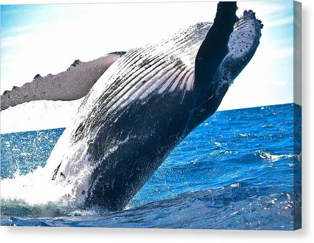 Breaching Whale - Canvas Print