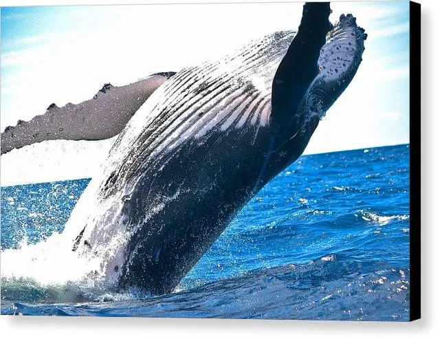 Breaching Whale - Canvas Print