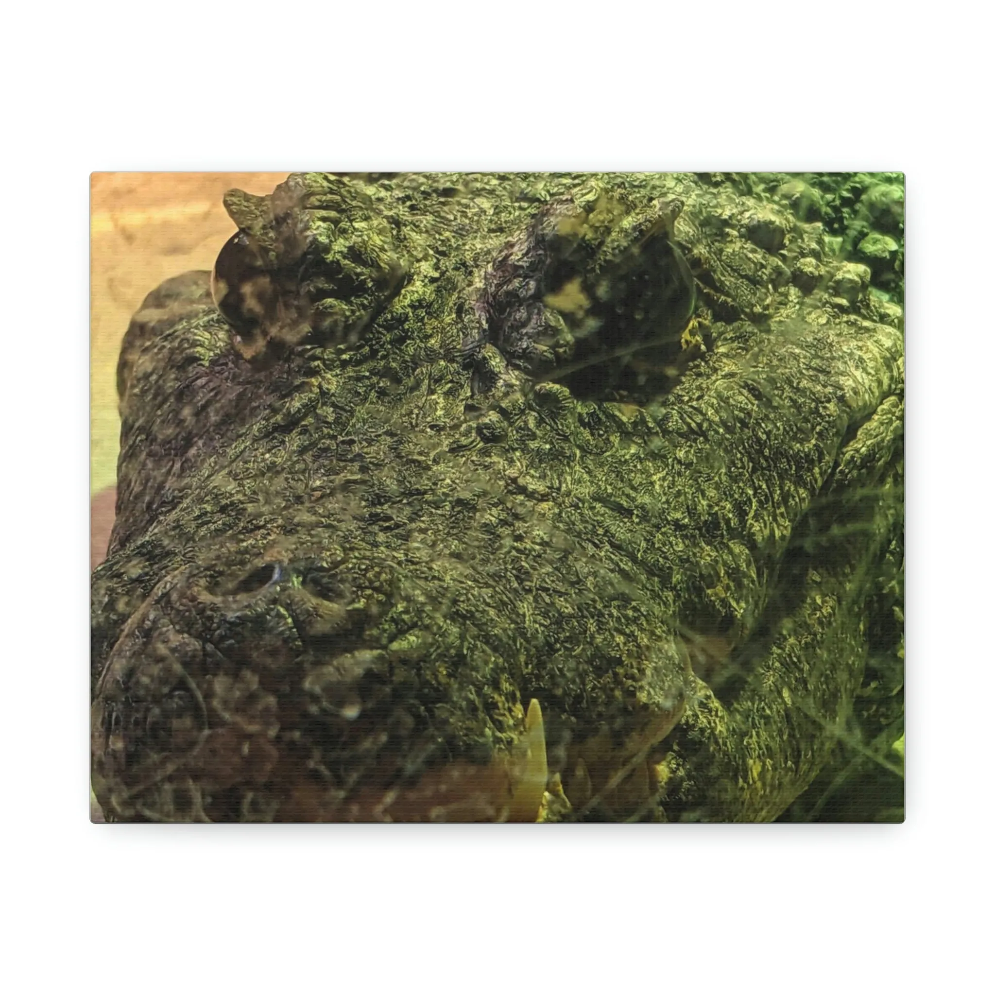 Crocodile Stretched Canvas