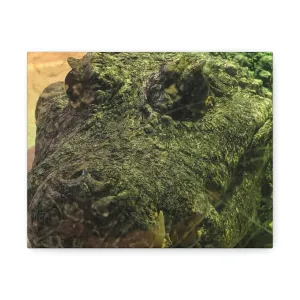 Crocodile Stretched Canvas