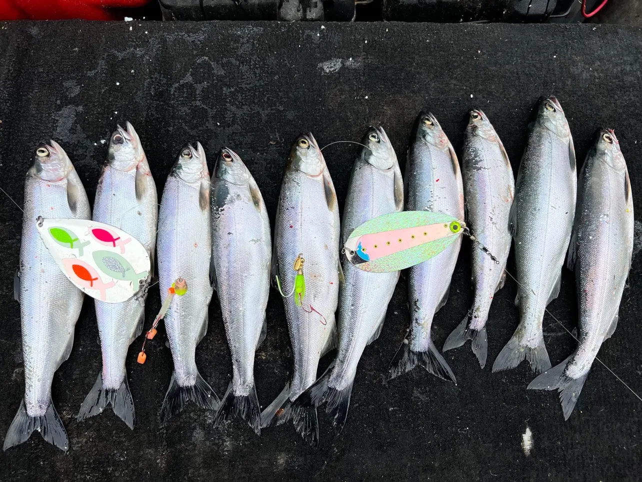 Hyper School Kokanee Dodger Kit