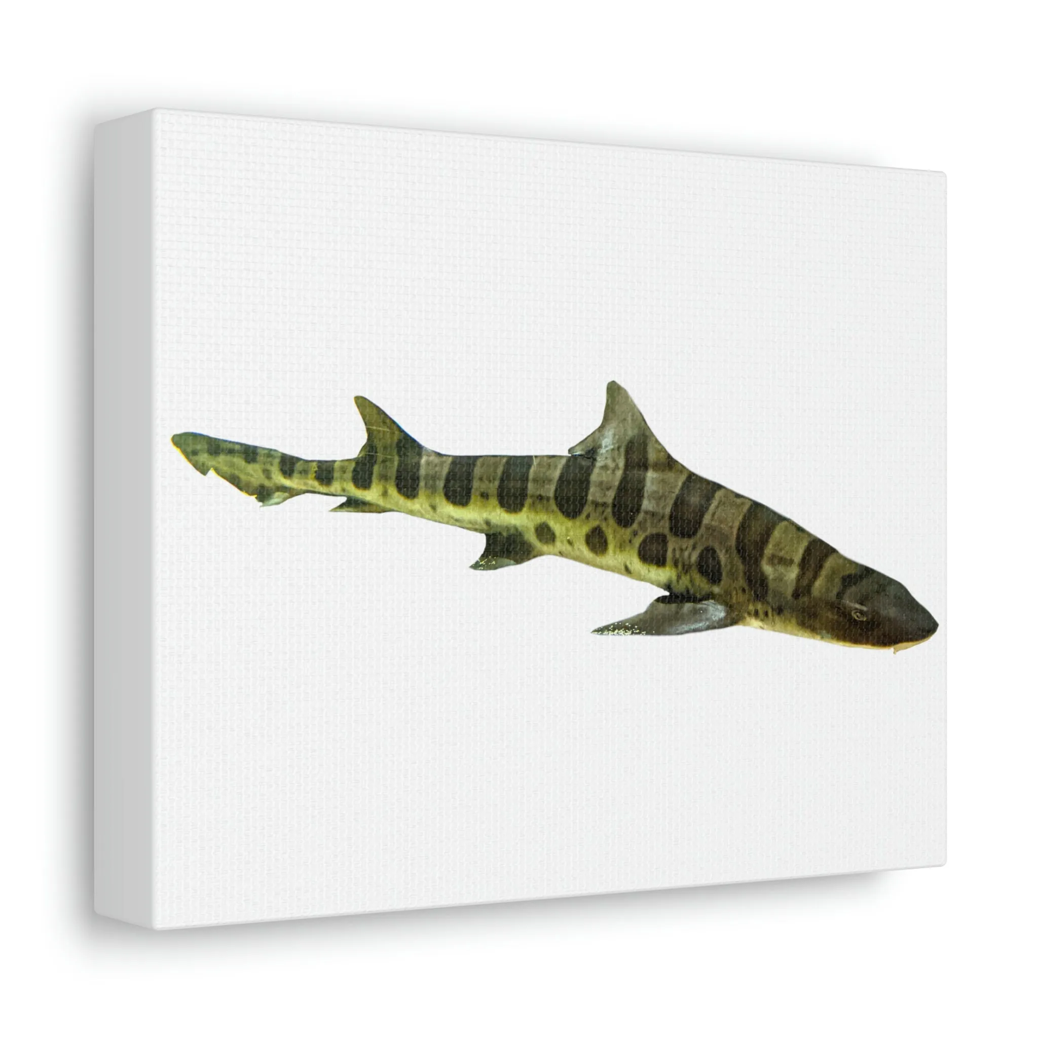 Shark Stretched Canvas