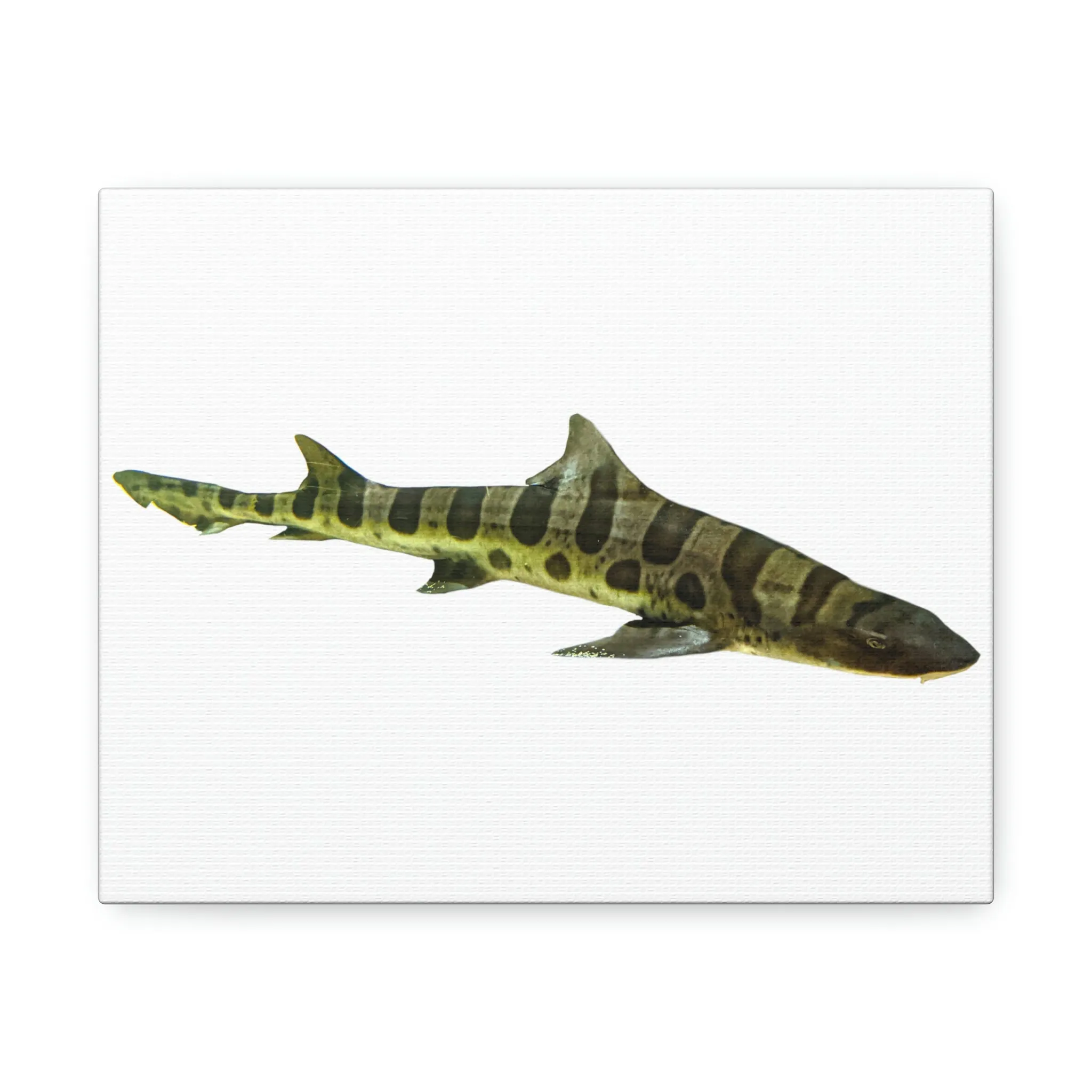 Shark Stretched Canvas