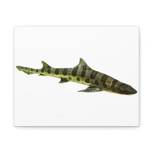 Shark Stretched Canvas
