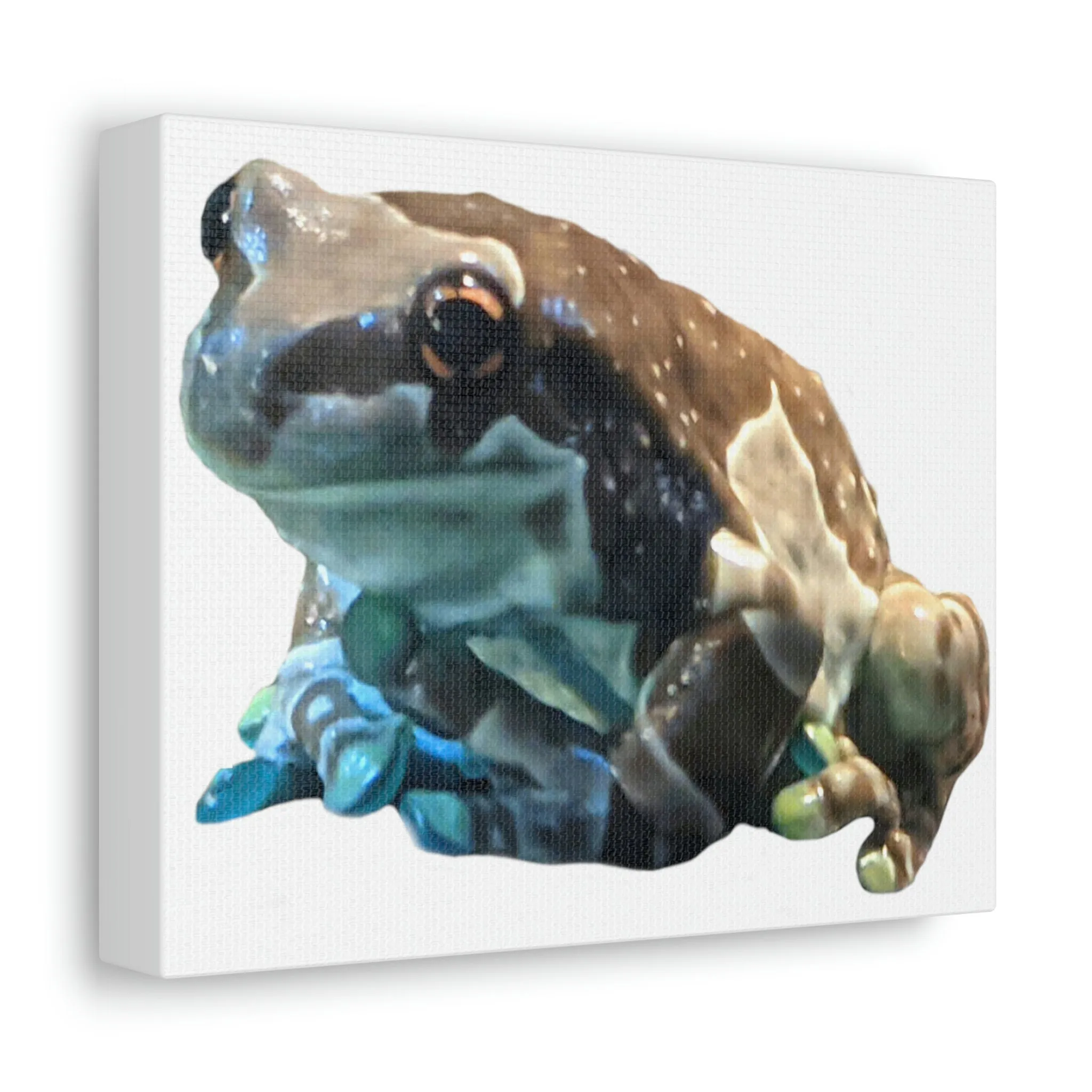 Toad Stretched Canvas
